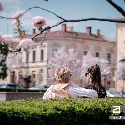 chernivtsi-tsvite-sakura-2024