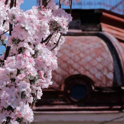 chernivtsi-tsvite-sakura-2024