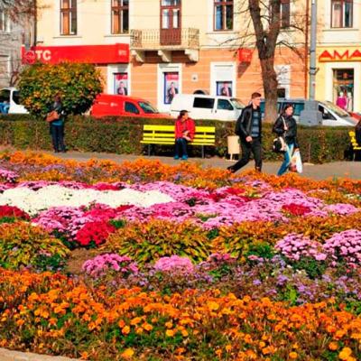 chernivtsi-osin-u-chernivtsiakh