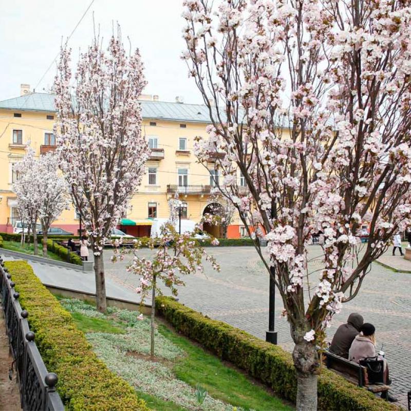 chernivtsi-vesna-2020