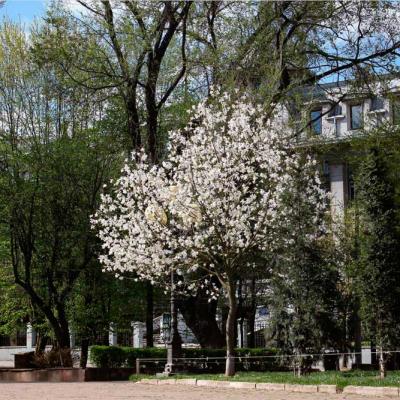 chernivtsi-vesna-2020